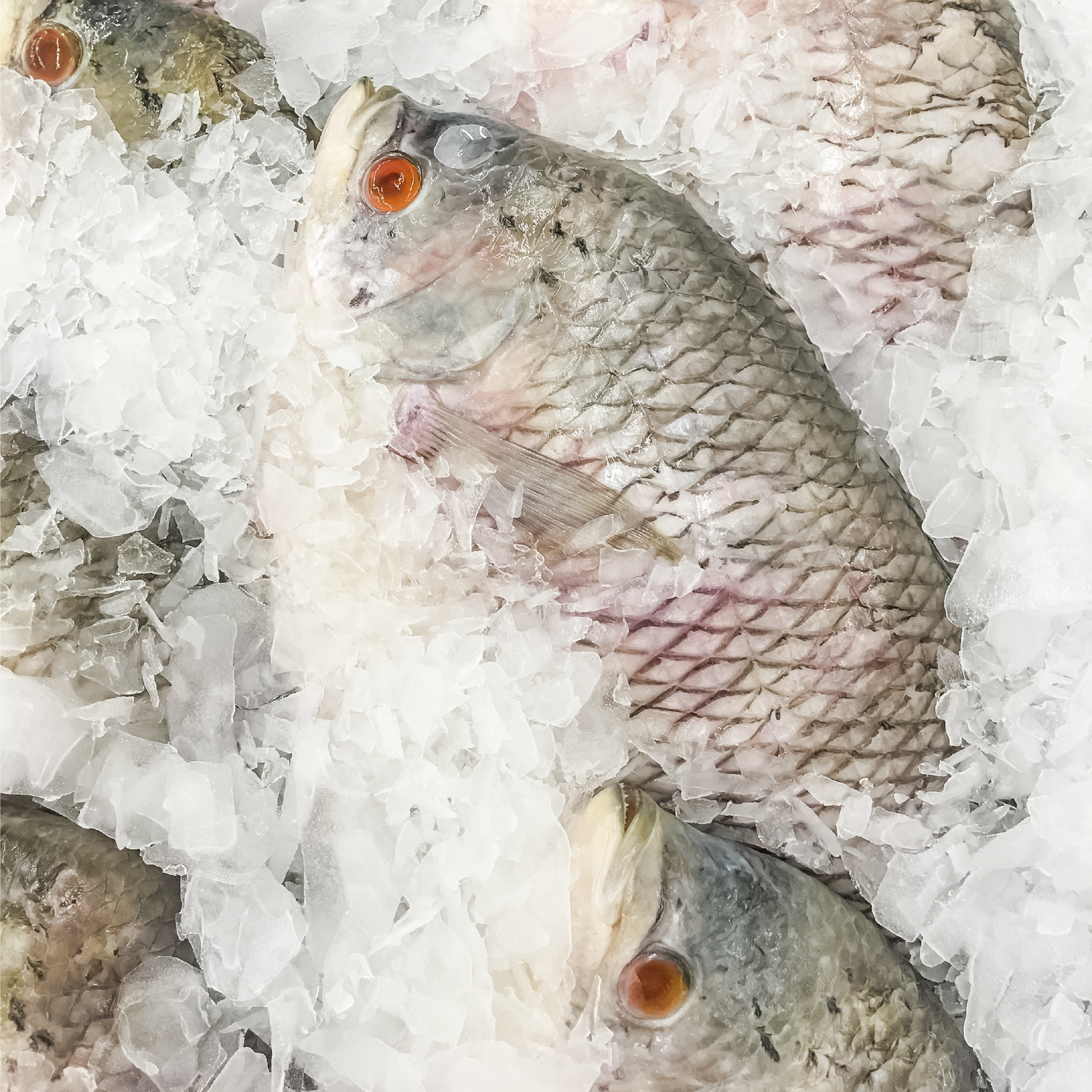 Frozen Fish & Seafood